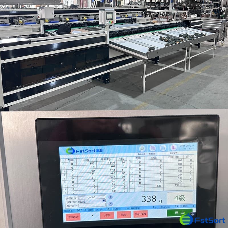 baby pumpkin sorting machine.jpg baby pumpkin sorting machine.jpg